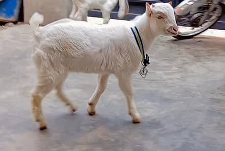 Khoobsurat gulabi tedda male bacha