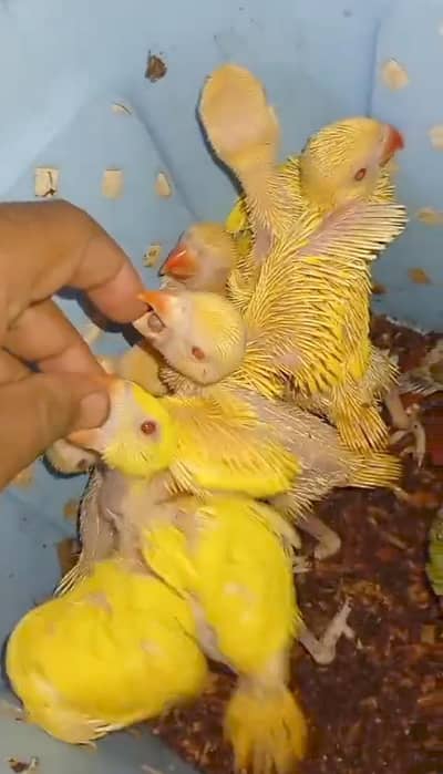 yellow Ringneck chiks