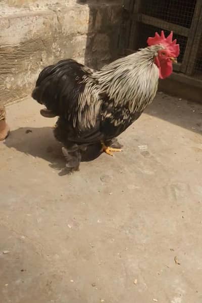 Black bantum,white bantum