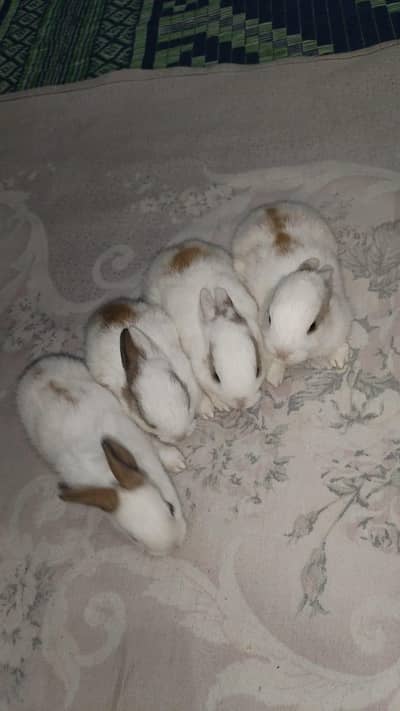 cute baby rabbits is for sale