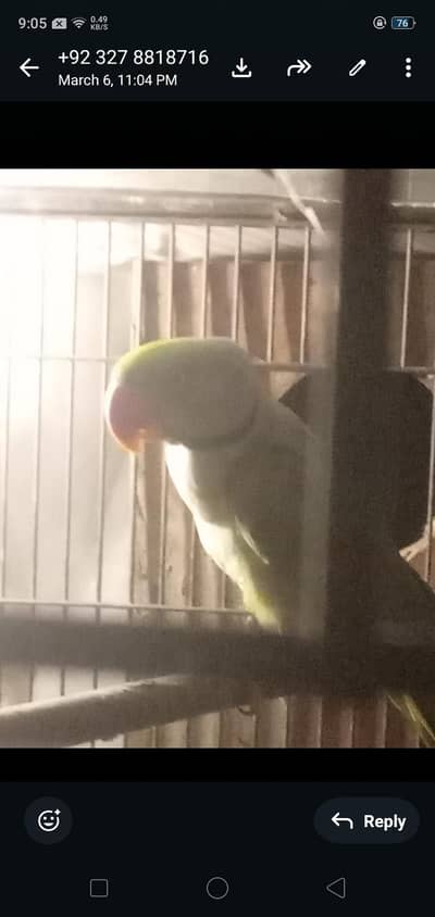 “Proven Breeding Pair – Already Bred, Healthy Couple for Sale”