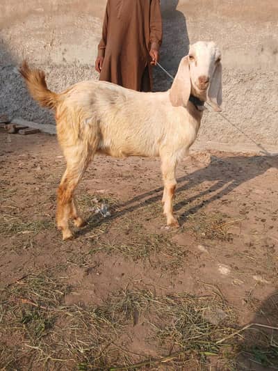 2.5 month ke confirm ghaban path for sale.