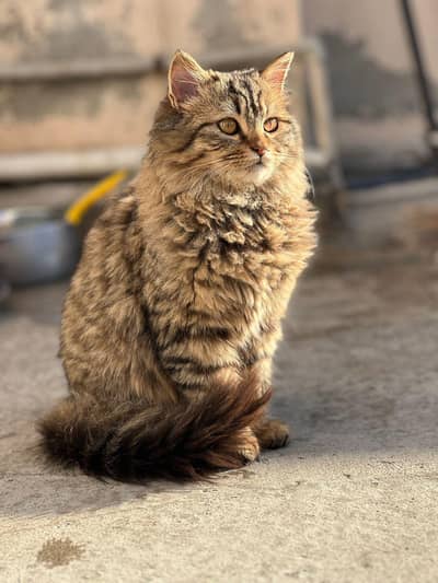 Male Persian cat for sale