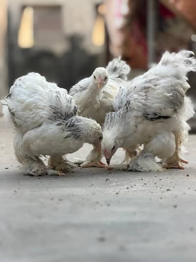 light Columbian brahma chicks