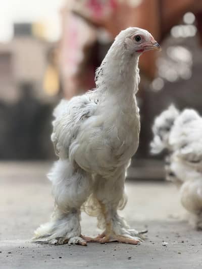 light Columbian brahma chicks