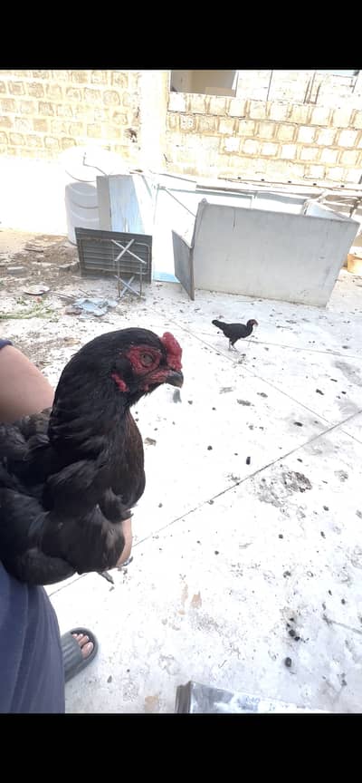 Old blood line mushka female