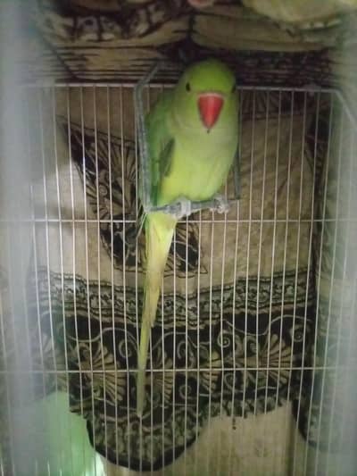 ringneck parrot urgent because i don't have space for it