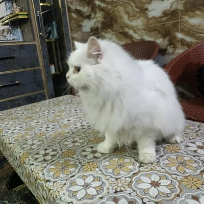 doll face  female  triple coat