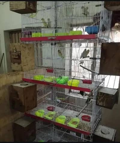 love birds conour jawa white ND gray  jawa finch Australian birds