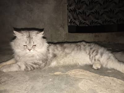 Persian cat for sale