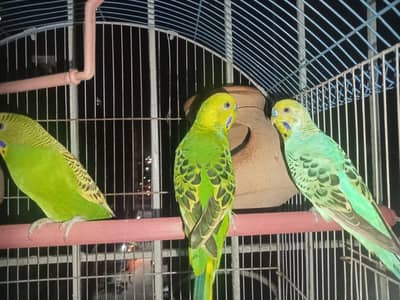 budgie healthy 10/100 healthy hai pure