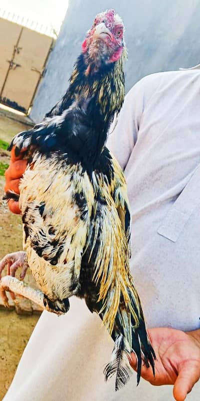 Mianawali Aseel  All For Sale