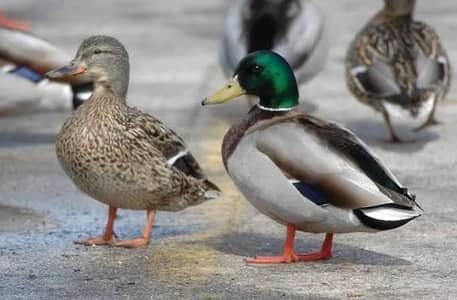 Healthy Duck Pair for Sale  Beautiful Male & Female