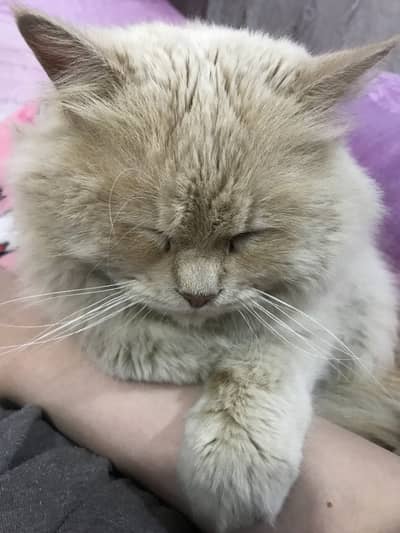 Cream Tabby Doll Face Persian Cat Triple Coated