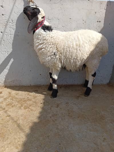 2 male dumbay. . . Sheep