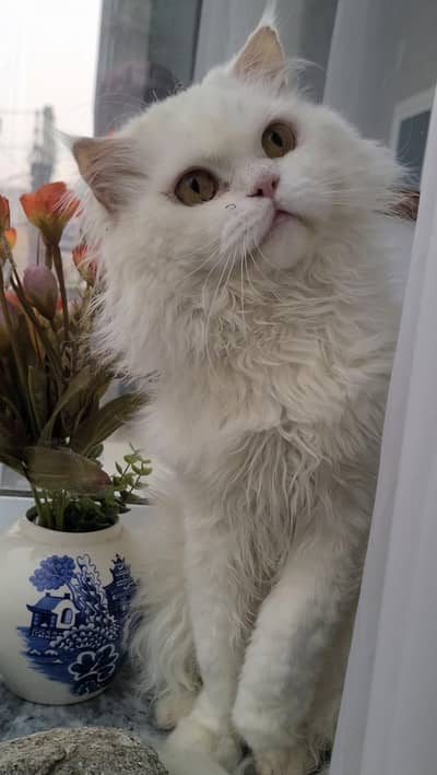 Persian cat available for mating