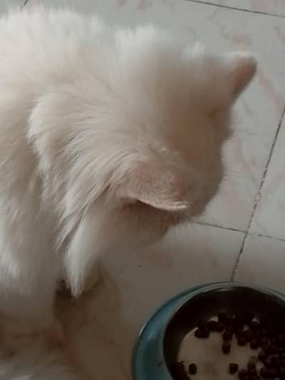 Pure Persian triple coated punch face