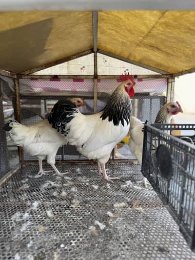 Light Sussex/ Ayam cemani/ Heera/ Golden Buff/ RIR; Eggs and breeders