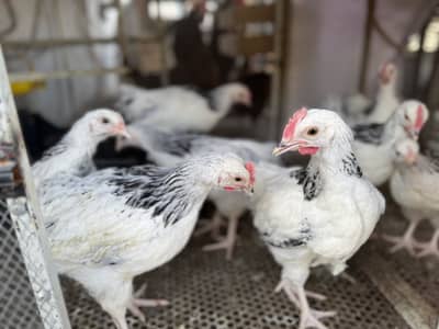 Light Sussex/ Ayam cemani/ Aseel Heera/ Golden Buff/ RIR; Eggs