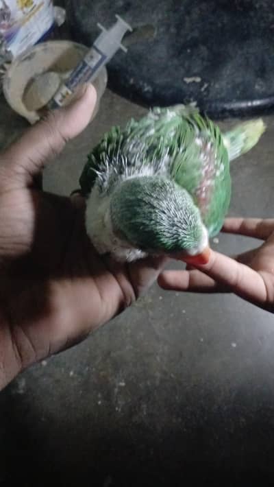 27 days ka hy pahari tota male hy