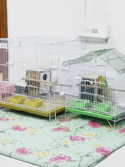 love bird 2 pair and cage