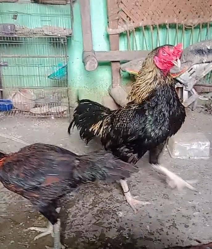 java murga thai cross 0