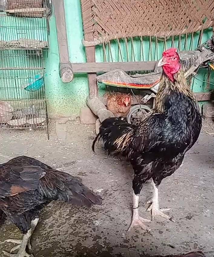 java murga thai cross 1