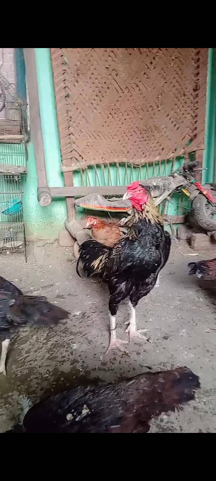 java murga thai cross 2