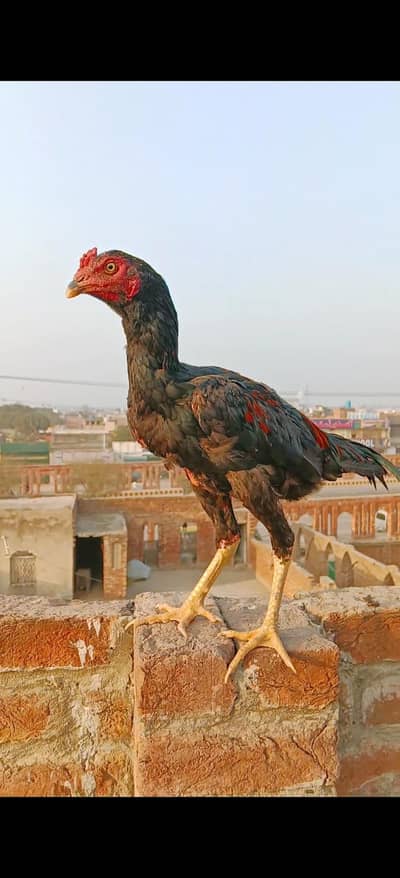 Aseel patha for sale