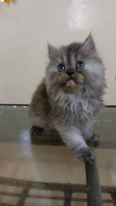 Pure Persian female kitten available.