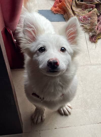 Russian female dog for sale