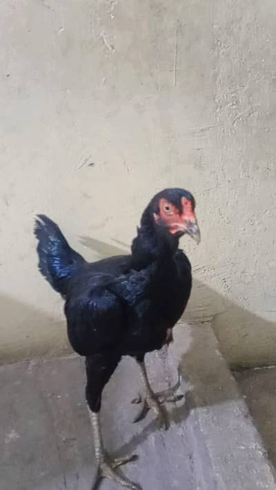 aseel hen and 2 chicks