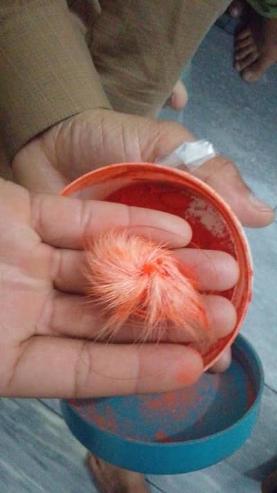 gedar sighii 8 month age