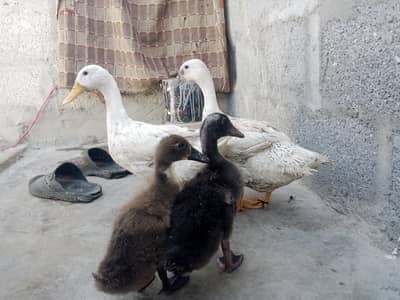 ducks and baby 03161328563 Ando ki guaranty hai