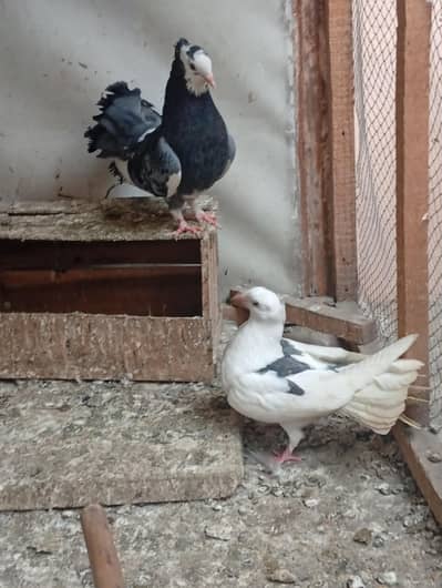 Indian Fantail urgent sale