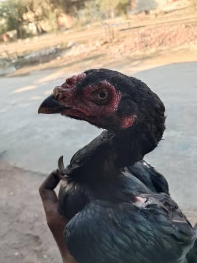 nice Bird