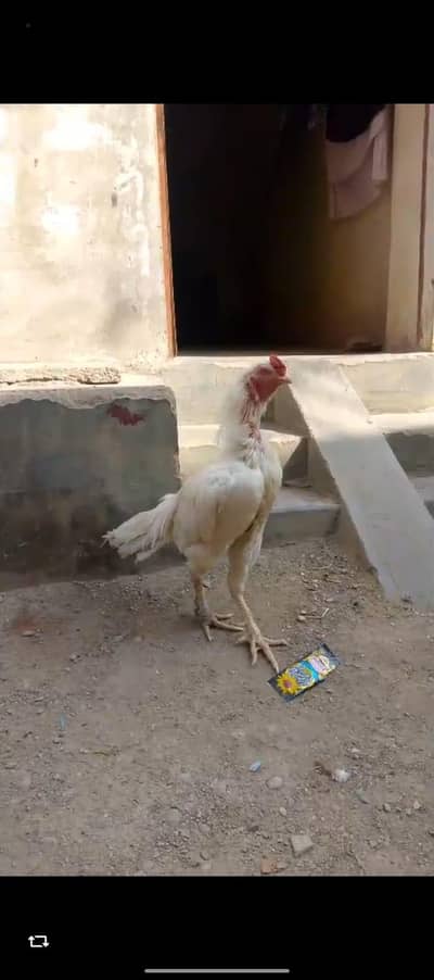 White King saamu ke check or ande available hai