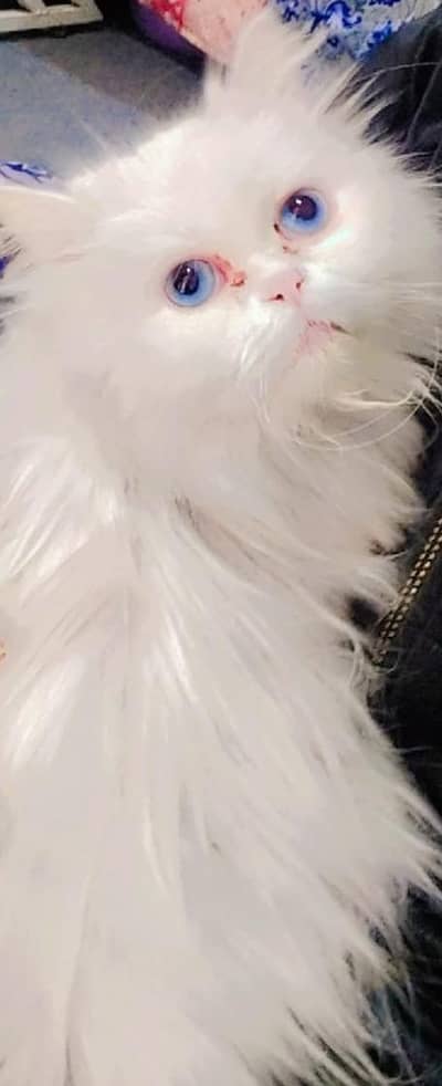 Long Hair White Persian Cat – Urgent Sale
