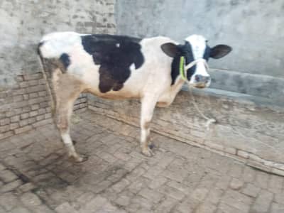 cow pure jersey or ferzion 03459752637