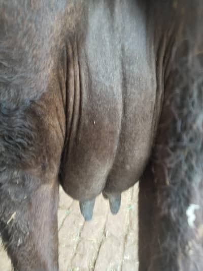 cow pure jersey or ferzion 03459752637