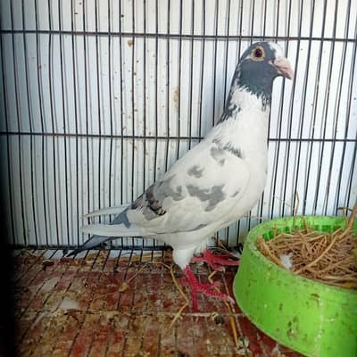 Grazier Qasid Breder Male For Sale