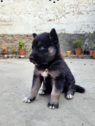 Black husky with blue eyes