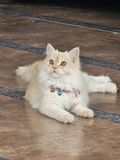 A cute cat with cute  eyes