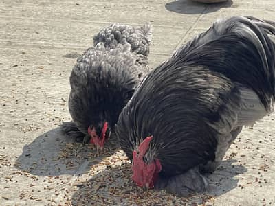 Bantam Breeder Pair