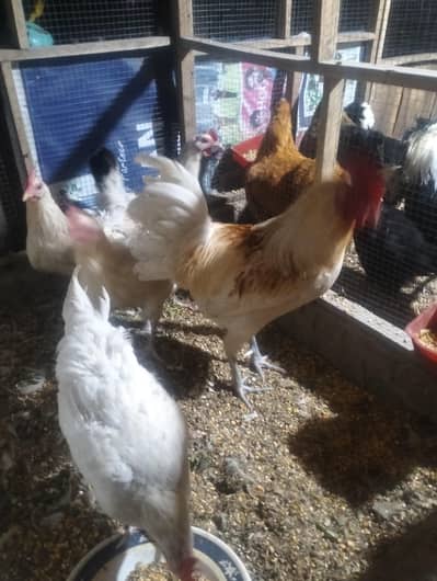 Desi Murghiyan Eggs wali or polish or Golden buff for sale