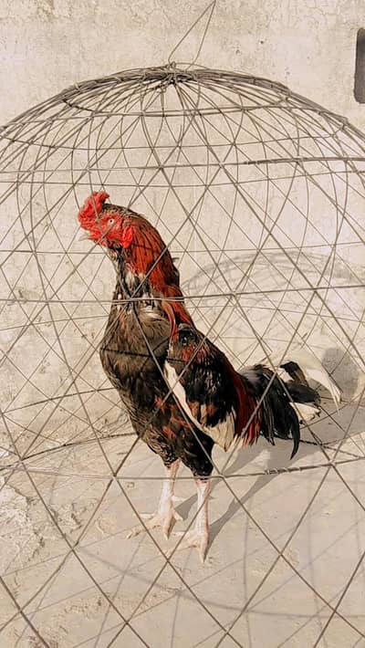 urgent for sell contact no 03144957167