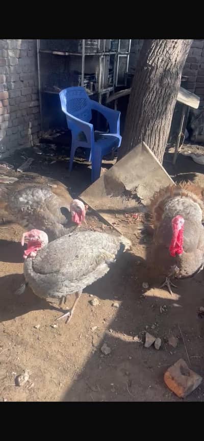 turkey birds male