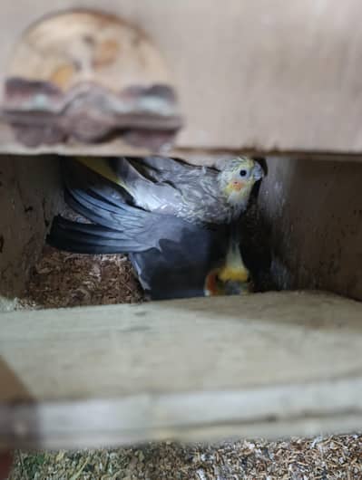 Cocktail Breeder Pair Available for sale