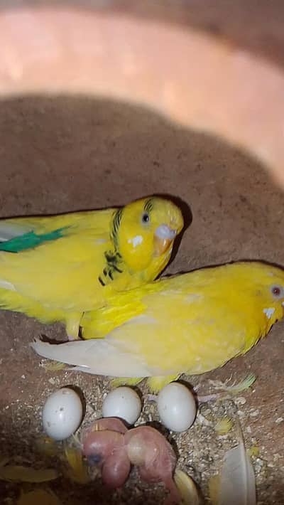 budgies Red eyes female and paid male pair