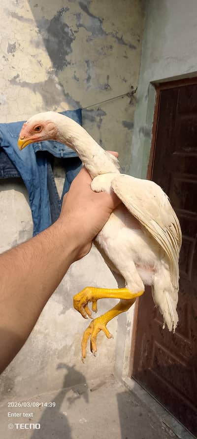 Shamo / Aseel Shamo/ Japanese shamo / white shamo / hens